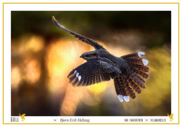 Natteravnlanding i solnedgang